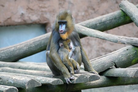 Zoo animal world chimpanzee