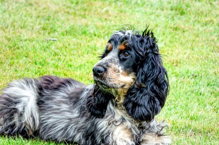 Cute purebred hair