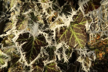 Frozen frost leaf