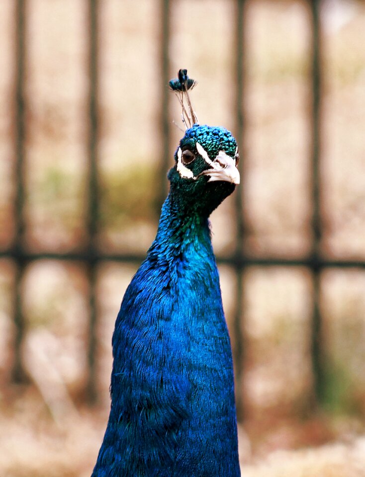 Feather animal wildlife