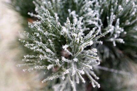 Christmas green ice photo