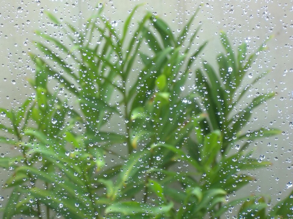 Nature plant garden