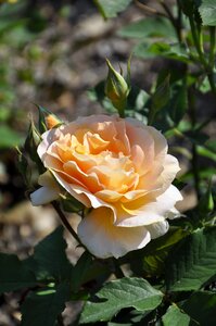 Nature summer romantic
