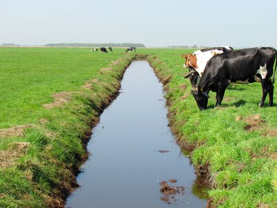 Landscape whey grass photo