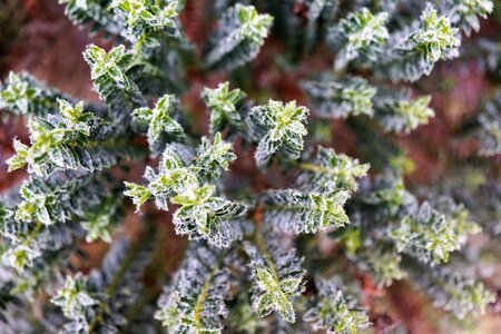 Christmas green ice