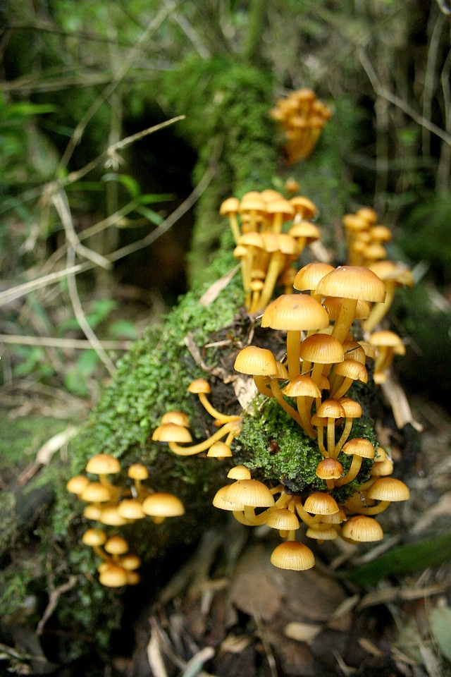 Fungi mushrooms nature