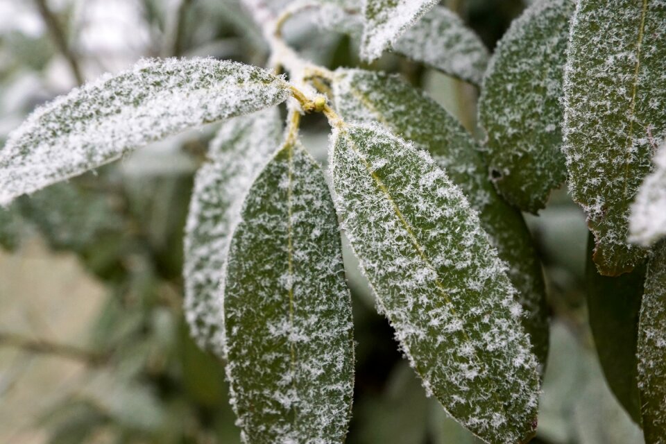 Christmas green ice photo