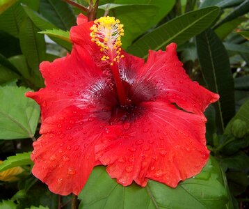 Red malvacea pistil