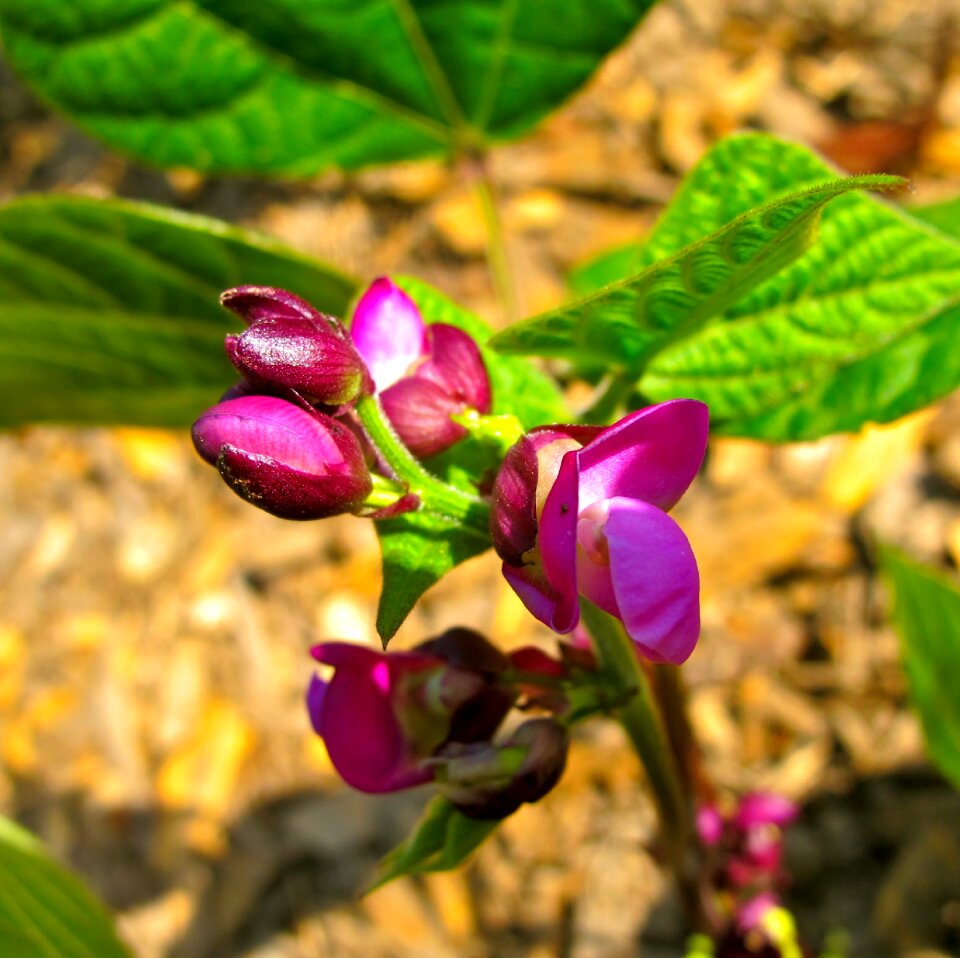 Food agriculture gardening
