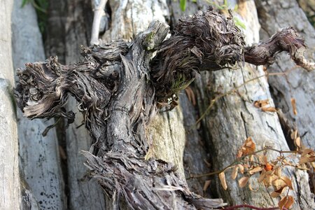 Branch weathered gnarled