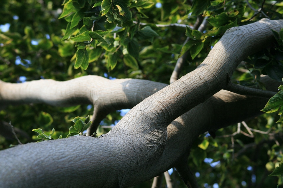 Tree organic agriculture