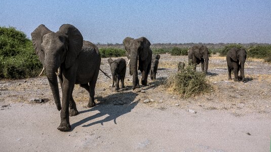 Africa conservation park botswana photo