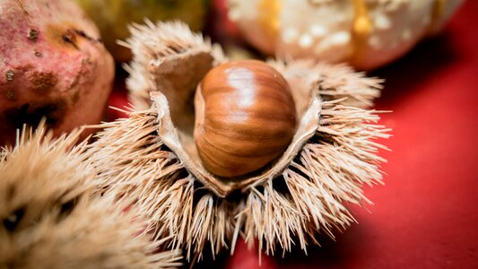 Prickly buchengewaechs shell