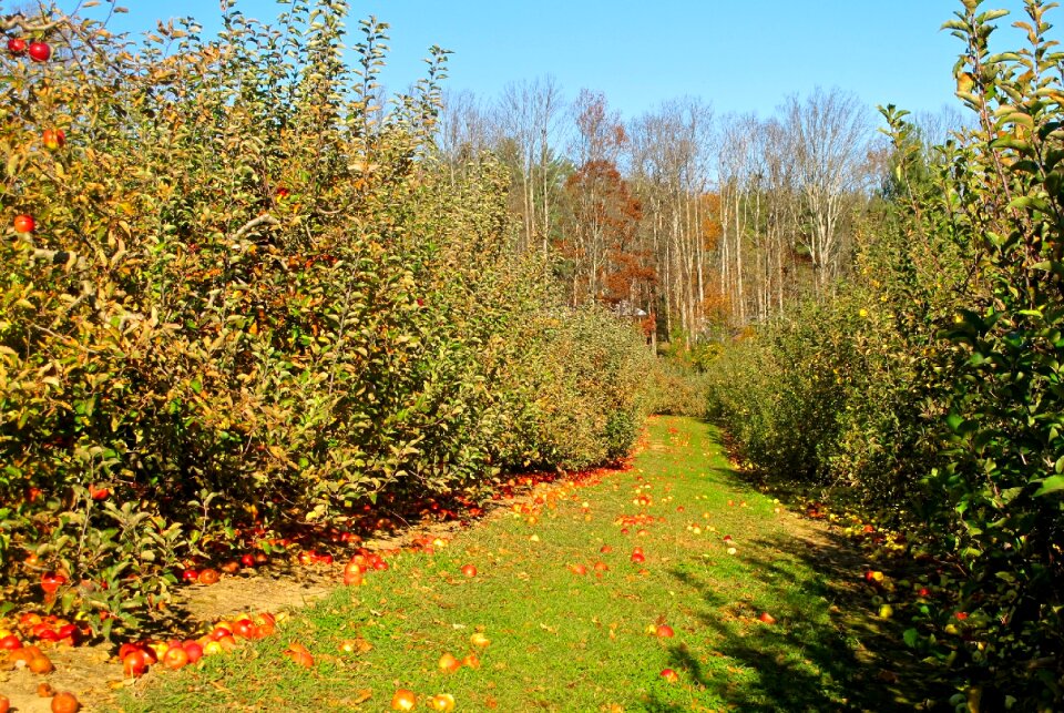 Nature fruit food