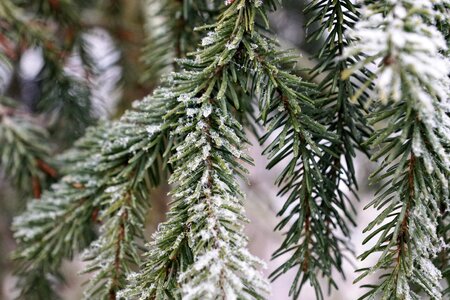 Christmas green ice photo