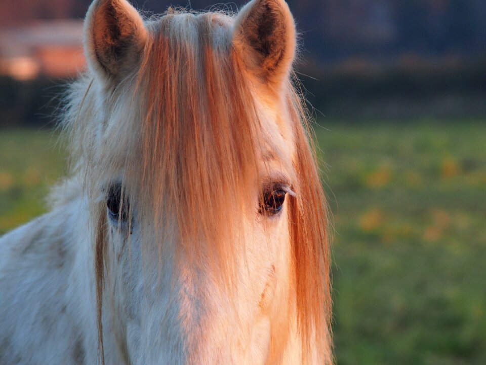 Camargue horse portrait nature