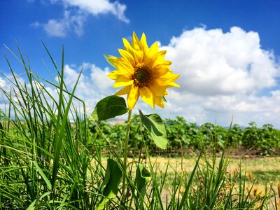 Agriculture environmental outdoor