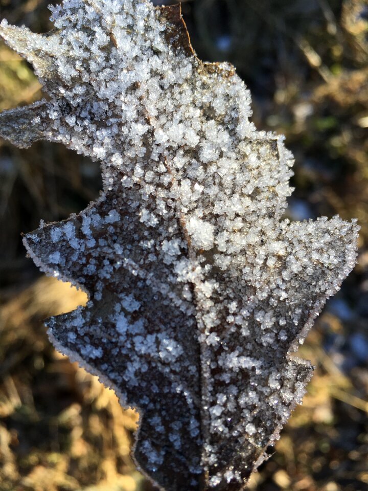 Winter ice nature