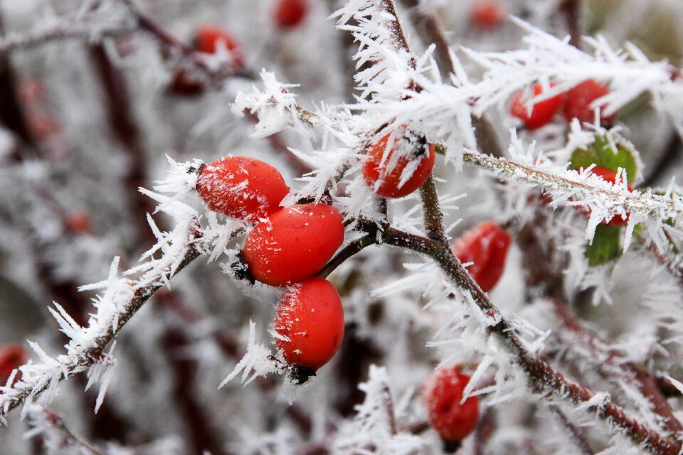 Eiskristalle snow frozen