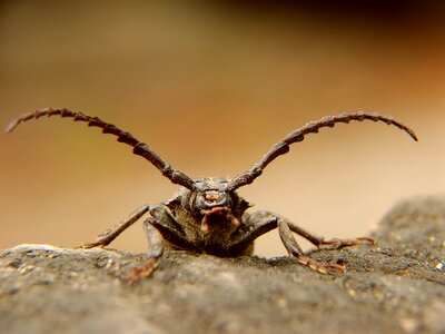 Animals insects the beetles