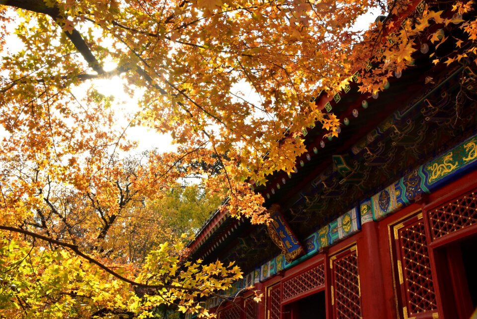 Autumn the leaves golden yellow