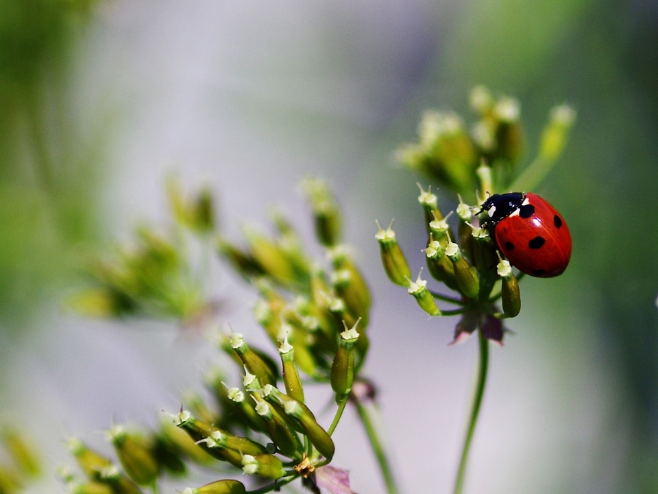 Red insect wildlife