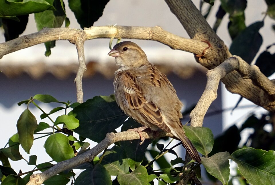 Passer domesticus sparrow passeridae