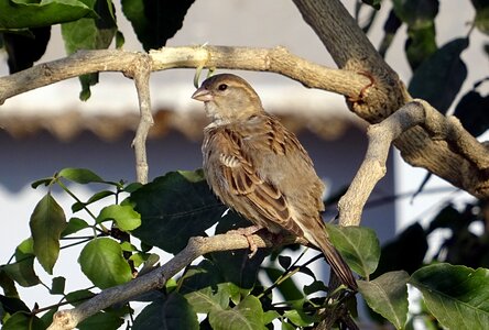 Passer domesticus sparrow passeridae