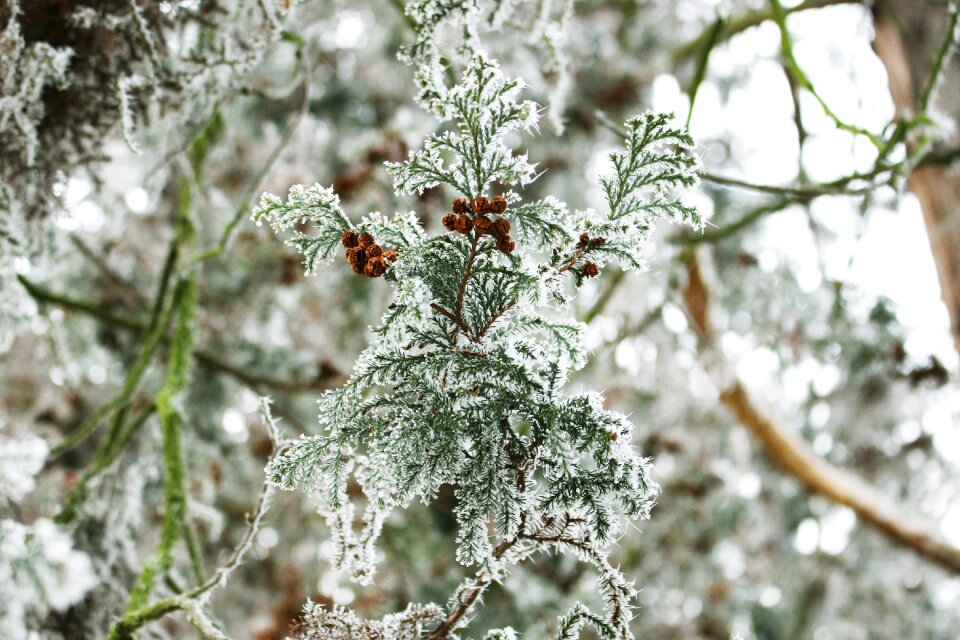 Tree trees conifer
