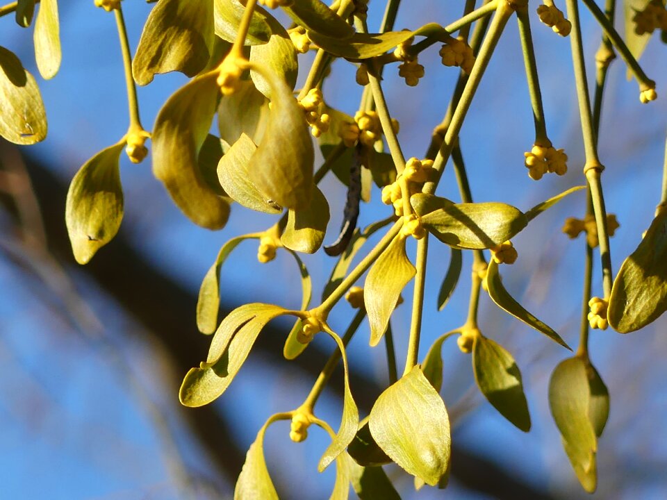 Plant branch green