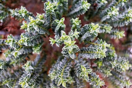 Christmas green ice photo