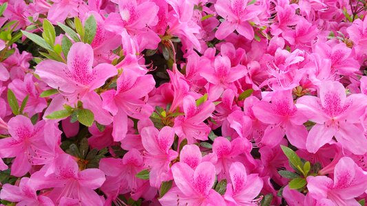 Summer plant floral