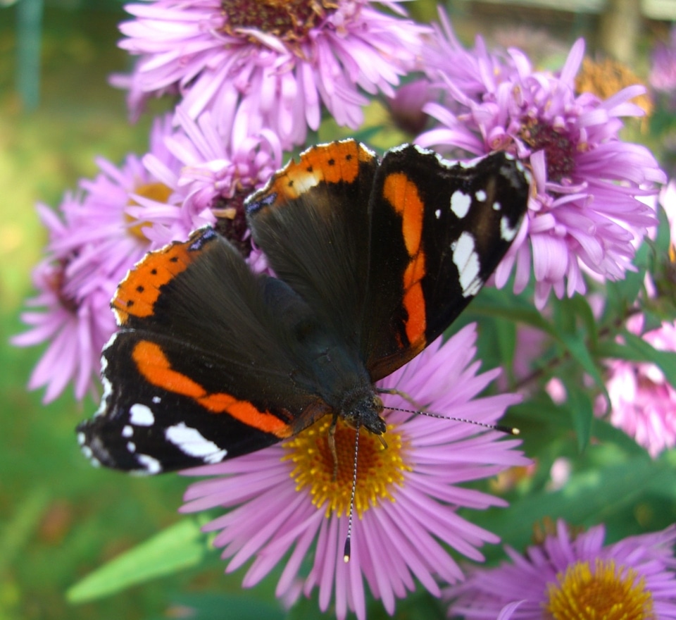 Butterfly on flowers herbstastern