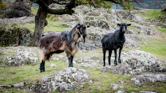 Pet capra aegagrus hircus horned photo