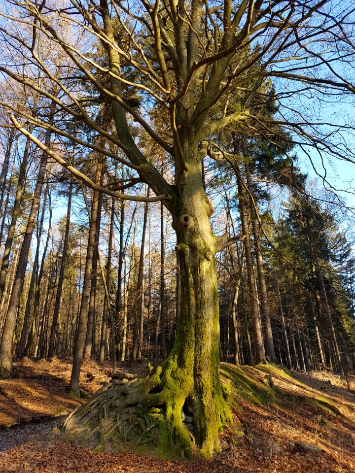 Branches strength deciduous tree