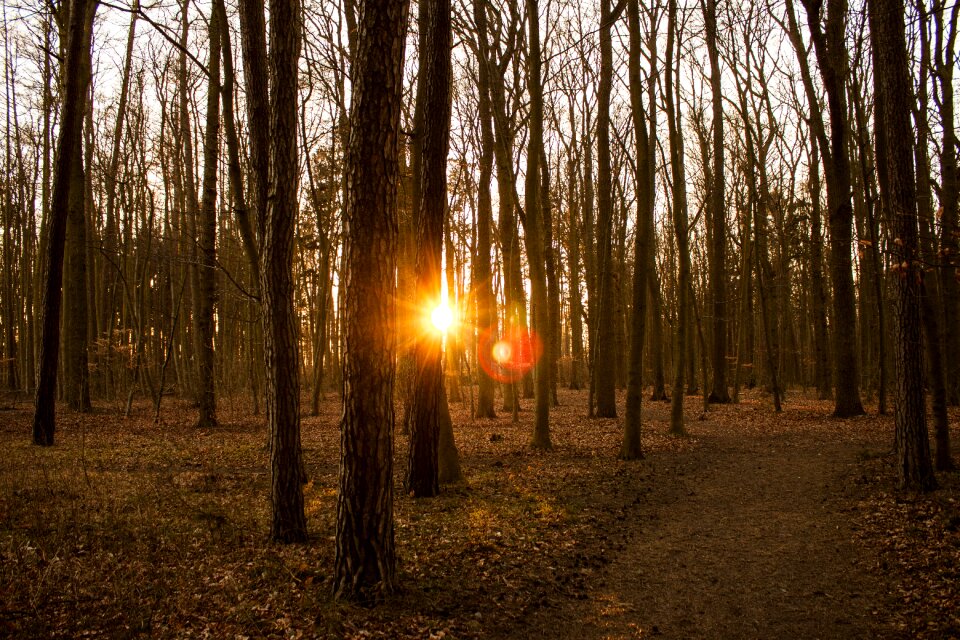 Sunset light autumn