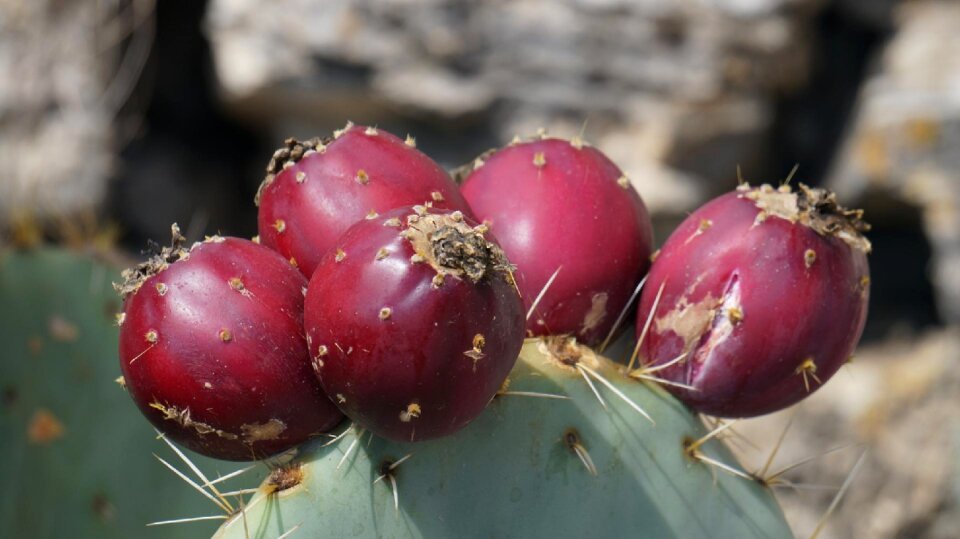 Plant prickly pear cactus greenhouse