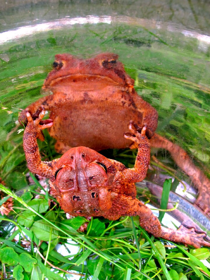 Wildlife green nature