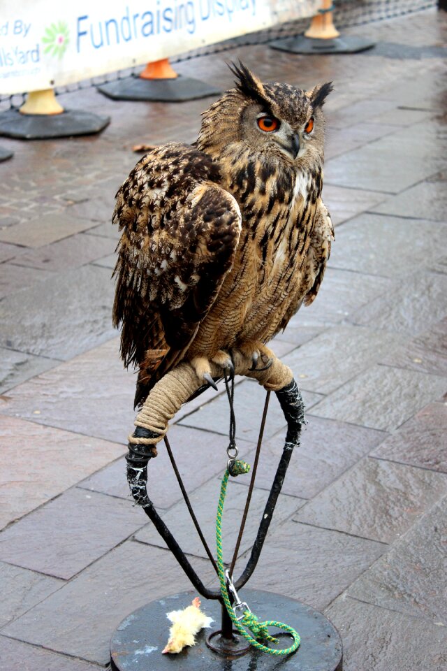 Bird shelter gray owl