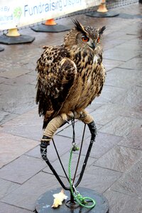 Bird shelter gray owl