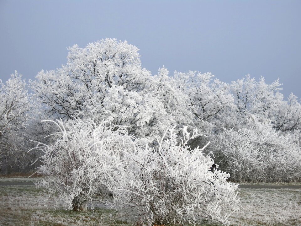 Frost beauty white sky