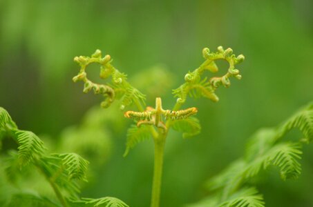 Forest fern green