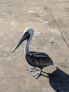Big bird hungry bird