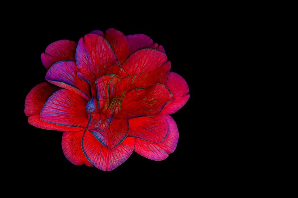 Red red flower black background