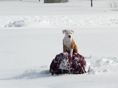 Winter fun snow photo