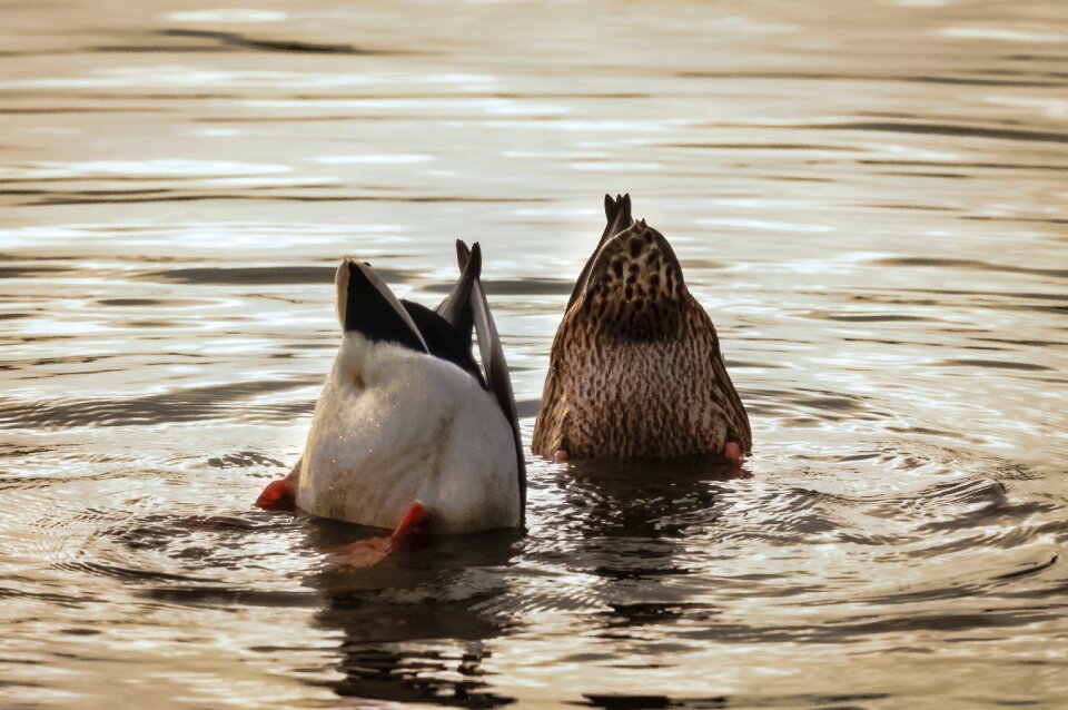 Lake feathers floating