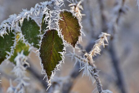 Ice frozen iced photo