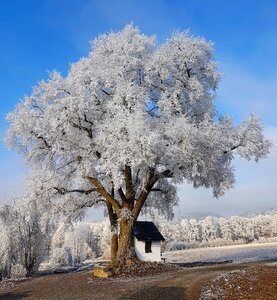 Cold white nature photo