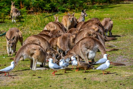 Nature aussie pouch photo