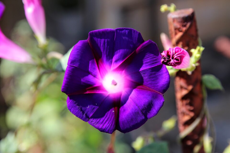 Nature plant outdoors